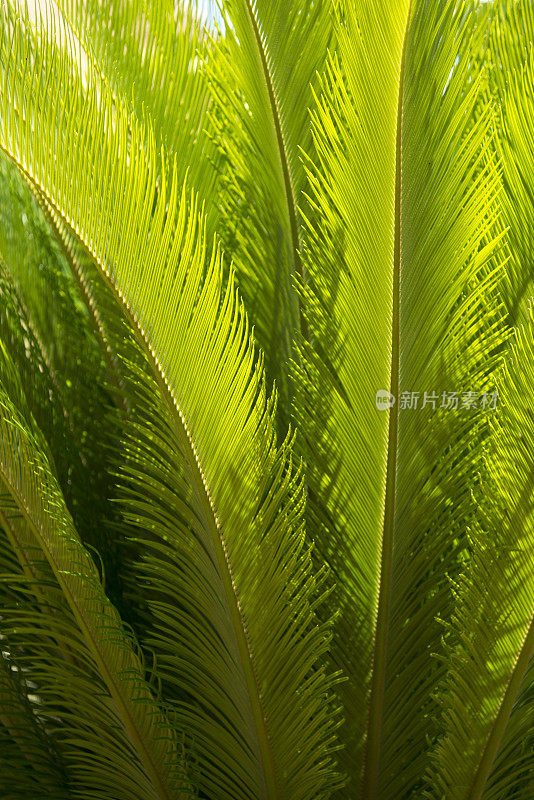 苏铁叶(Cycas revoluta)